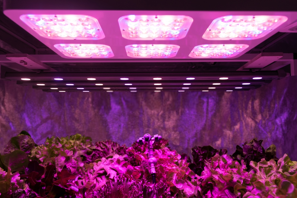 Are LED Grow Lights Good for Orchids? 1