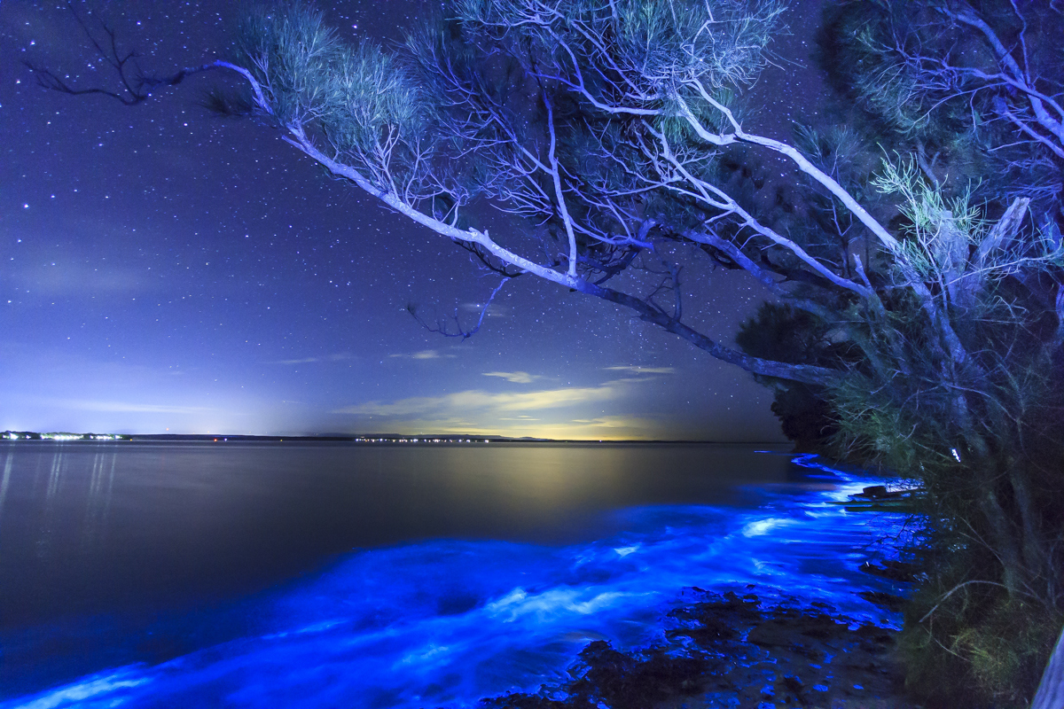 Bioluminescent Beach