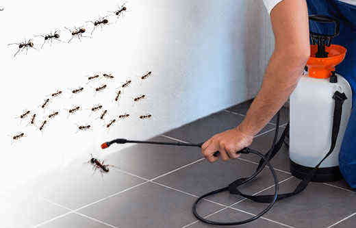 How to Find the Cheapest Pest Control Adelaide 6