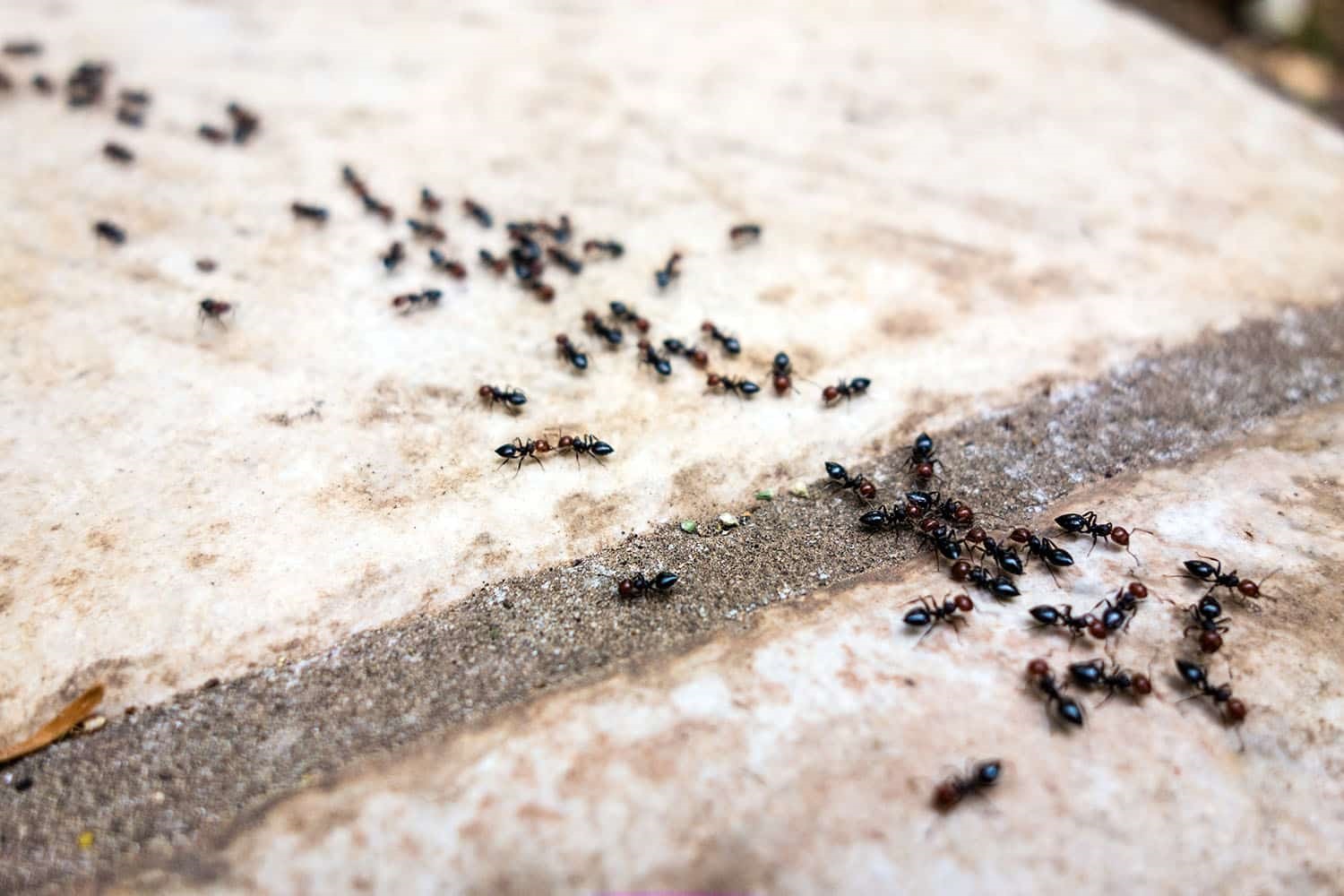 Getaway ants from your house in easy ways 1