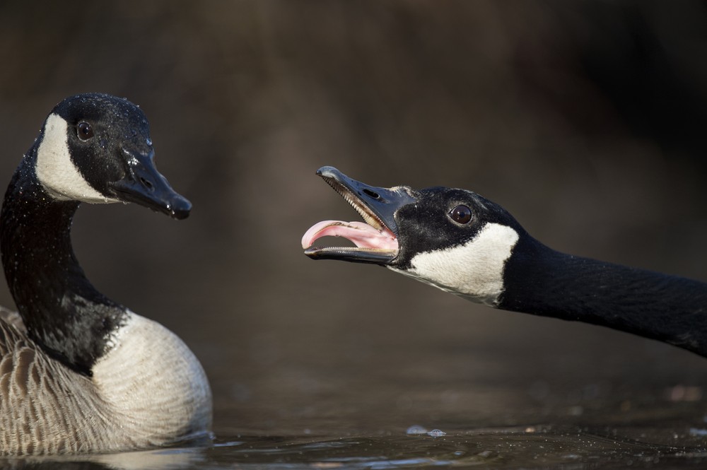 How to Keep Yourself Safe from An Attacking Goose 1