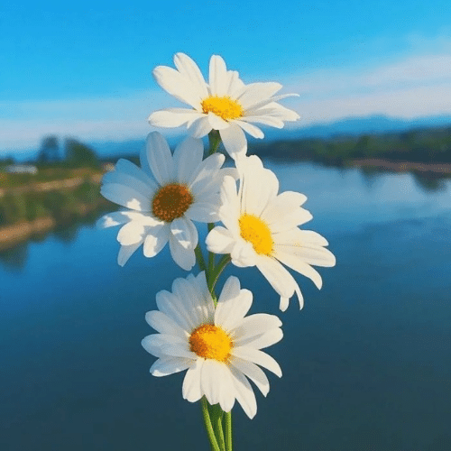150+ Flowers Whatsapp DP, Facebook, and YouTube DP 48