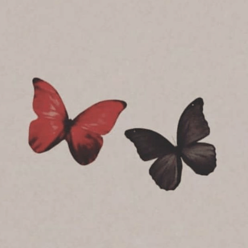 150+ Butterfly Whatsapp DP, Facebook, and YouTube DP 15