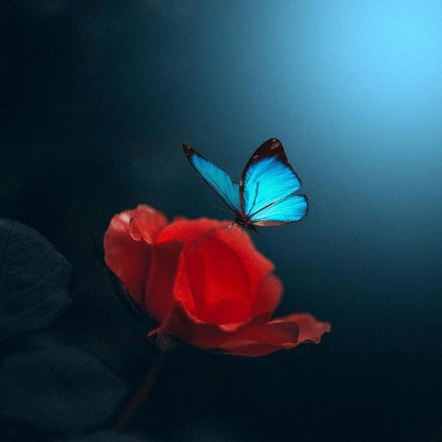 150+ Butterfly Whatsapp DP, Facebook, and YouTube DP 17