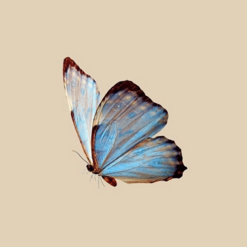 150+ Butterfly Whatsapp DP, Facebook, and YouTube DP 21