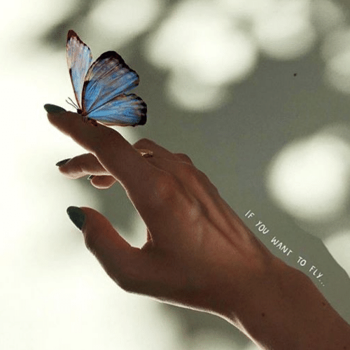150+ Butterfly Whatsapp DP, Facebook, and YouTube DP 27