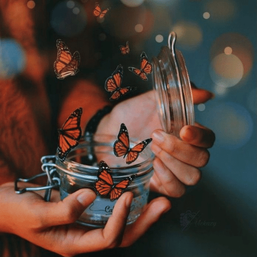150+ Butterfly Whatsapp DP, Facebook, and YouTube DP 7