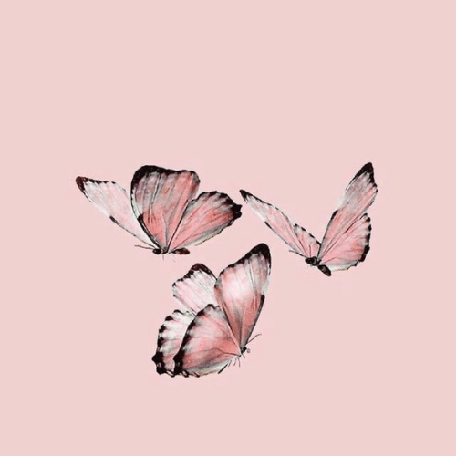 150+ Butterfly Whatsapp DP, Facebook, and YouTube DP 36