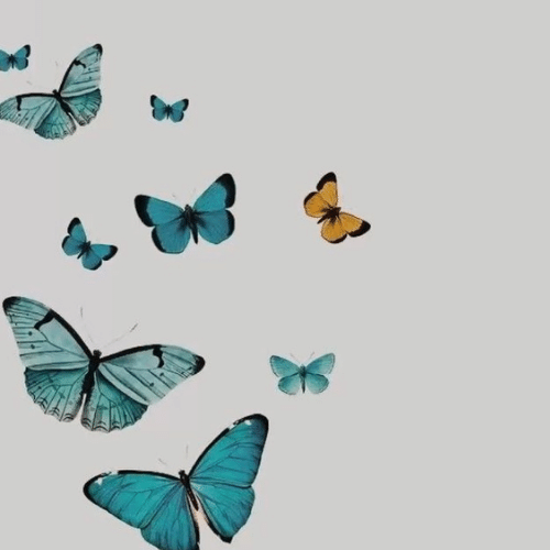 150+ Butterfly Whatsapp DP, Facebook, and YouTube DP 39