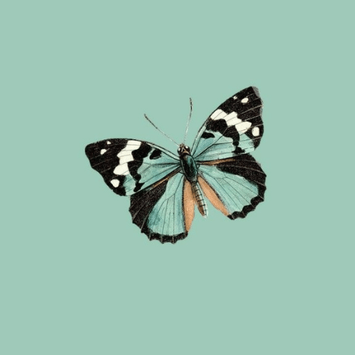 150+ Butterfly Whatsapp DP, Facebook, and YouTube DP 45