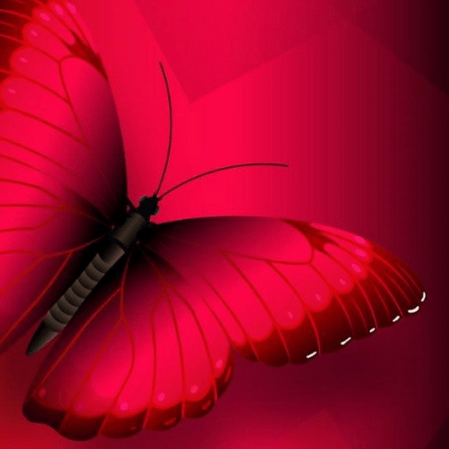 150+ Butterfly Whatsapp DP, Facebook, and YouTube DP 44