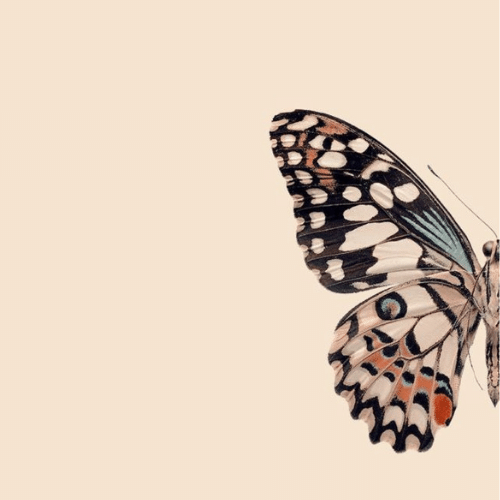 150+ Butterfly Whatsapp DP, Facebook, and YouTube DP 48