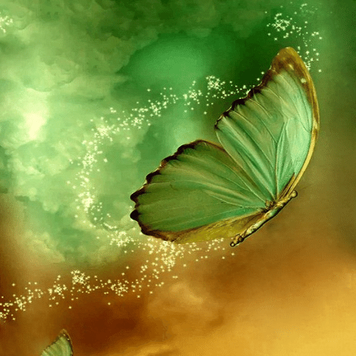 150+ Butterfly Whatsapp DP, Facebook, and YouTube DP 52