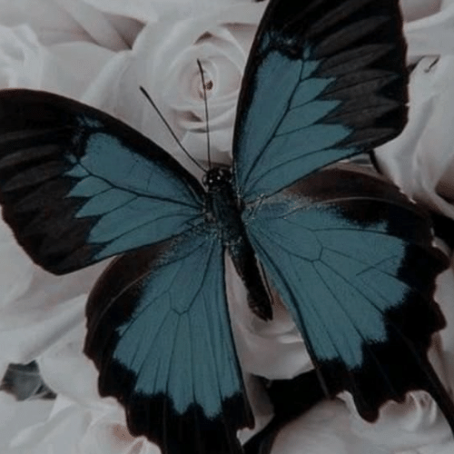 150+ Butterfly Whatsapp DP, Facebook, and YouTube DP 56