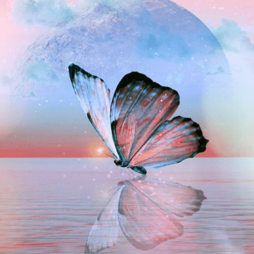 150+ Butterfly Whatsapp DP, Facebook, and YouTube DP 67