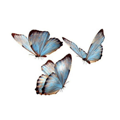 150+ Butterfly Whatsapp DP, Facebook, and YouTube DP 69