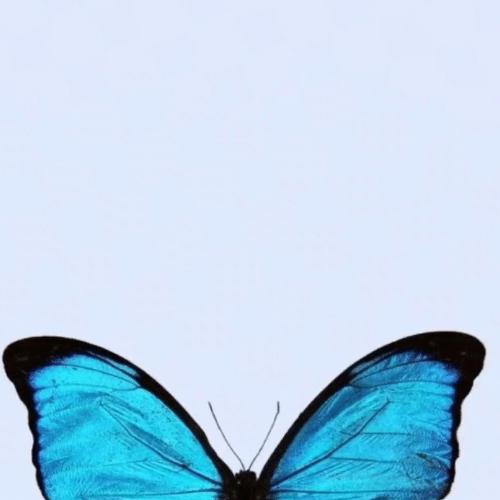 150+ Butterfly Whatsapp DP, Facebook, and YouTube DP 70