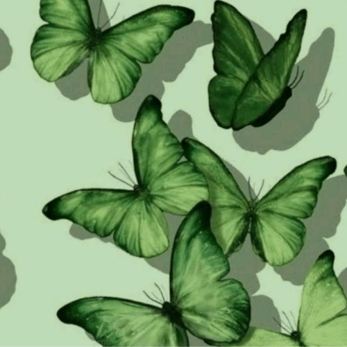 150+ Butterfly Whatsapp DP, Facebook, and YouTube DP 9