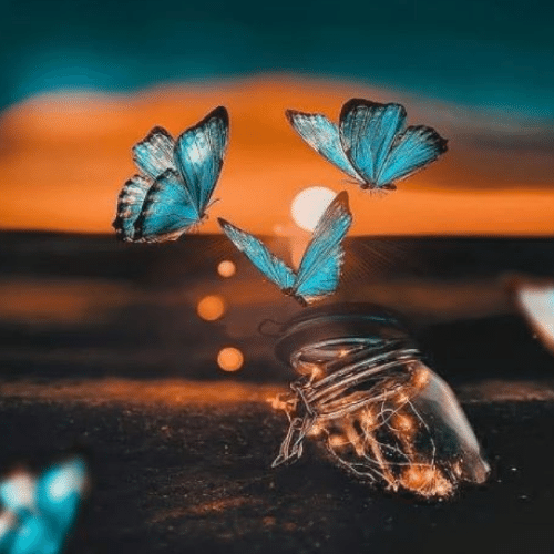 150+ Butterfly Whatsapp DP, Facebook, and YouTube DP 74