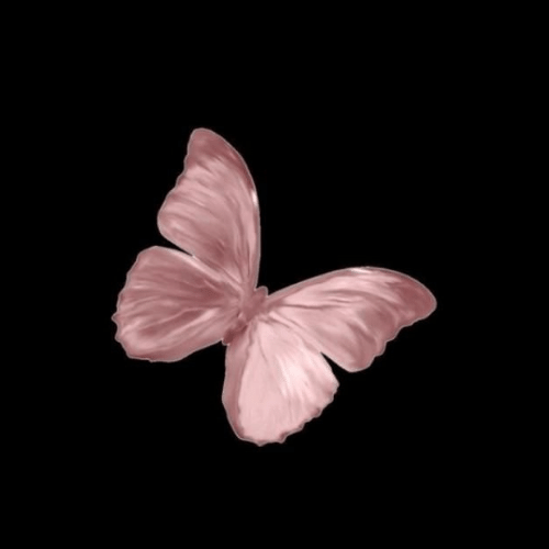 150+ Butterfly Whatsapp DP, Facebook, and YouTube DP 75