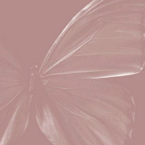 150+ Butterfly Whatsapp DP, Facebook, and YouTube DP 77