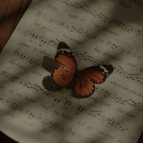 150+ Butterfly Whatsapp DP, Facebook, and YouTube DP 86