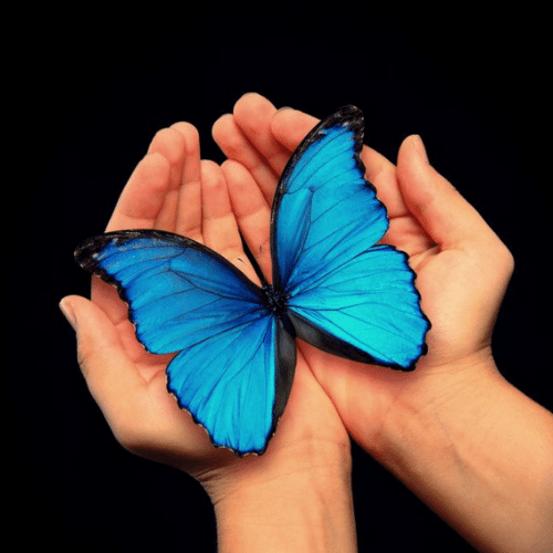 150+ Butterfly Whatsapp DP, Facebook, and YouTube DP 89
