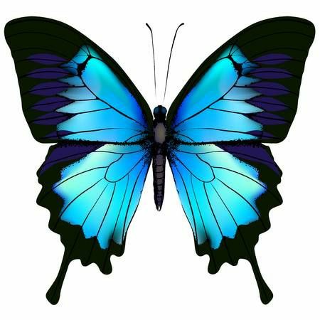 150+ Butterfly Whatsapp DP, Facebook, and YouTube DP 126