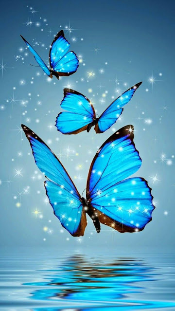 150+ Butterfly Whatsapp DP, Facebook, and YouTube DP 110