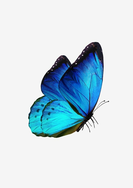 150+ Butterfly Whatsapp DP, Facebook, and YouTube DP 113