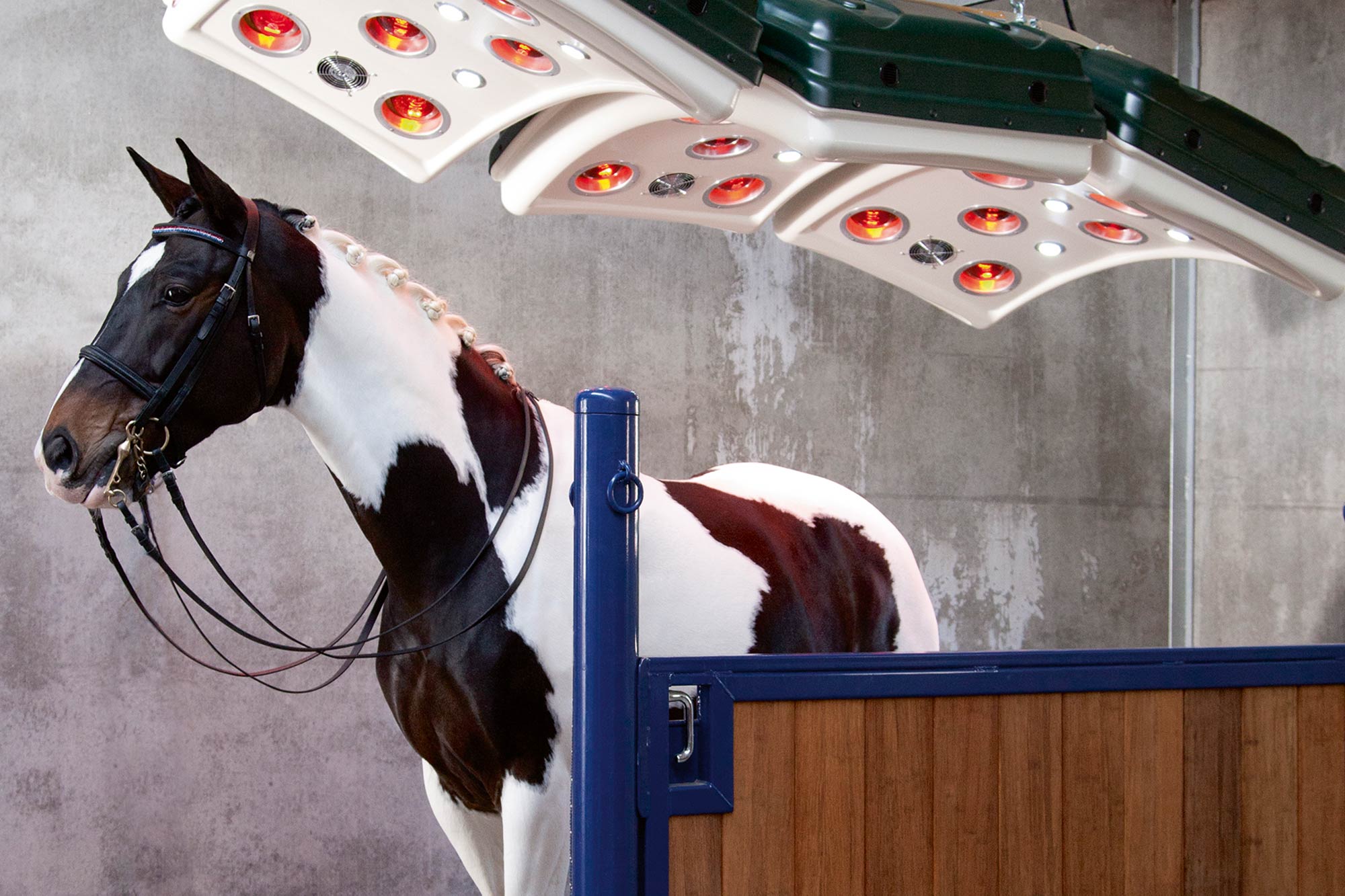 Top 5 Perks of an Equine Solarium 1