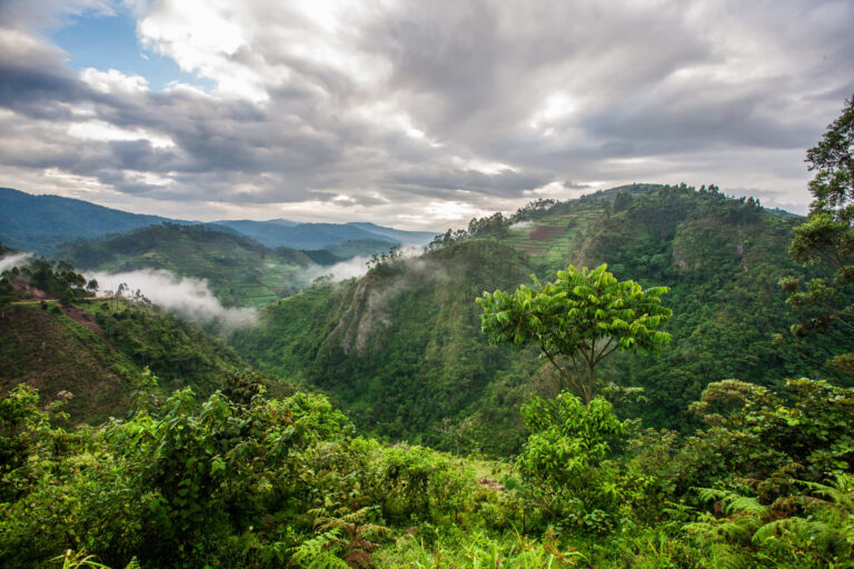 Uganda Safari Packages A Journey into the Pearl of Africa 1